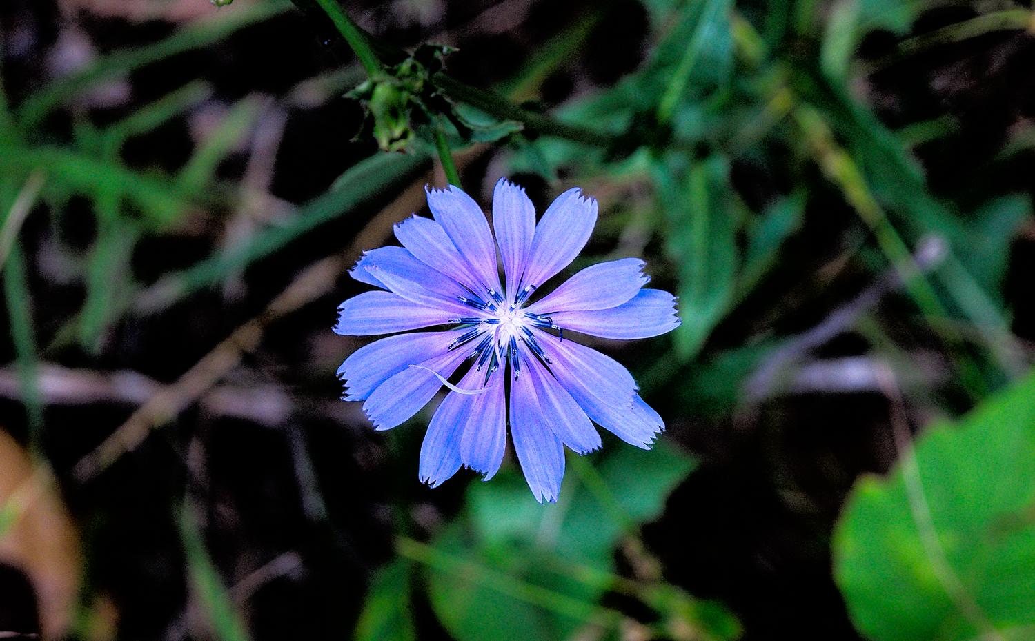  - Little purple flower - Techno-Impressionist Museum - Techno-Impressionism - art - beautiful - photo photography picture - by Tony Karp
