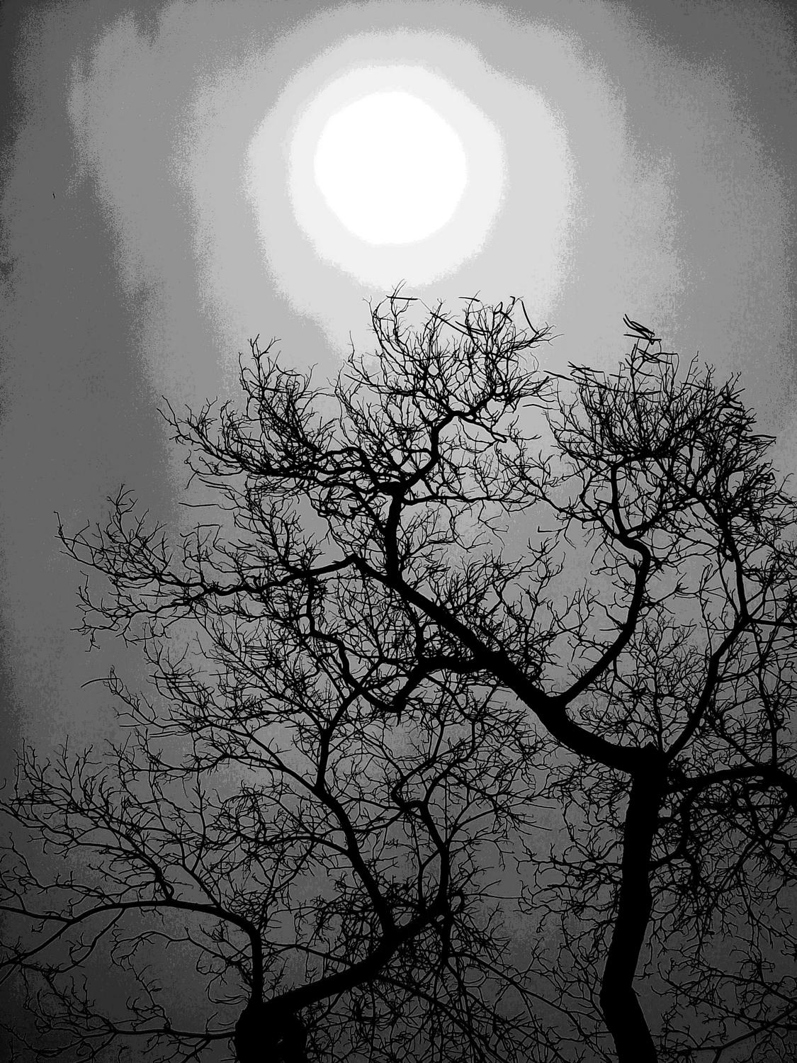 moon rising bare tree in the foreground black and white - Desolation - Techno-Impressionist Museum - Techno-Impressionism - art - beautiful - photo photography picture - by Tony Karp