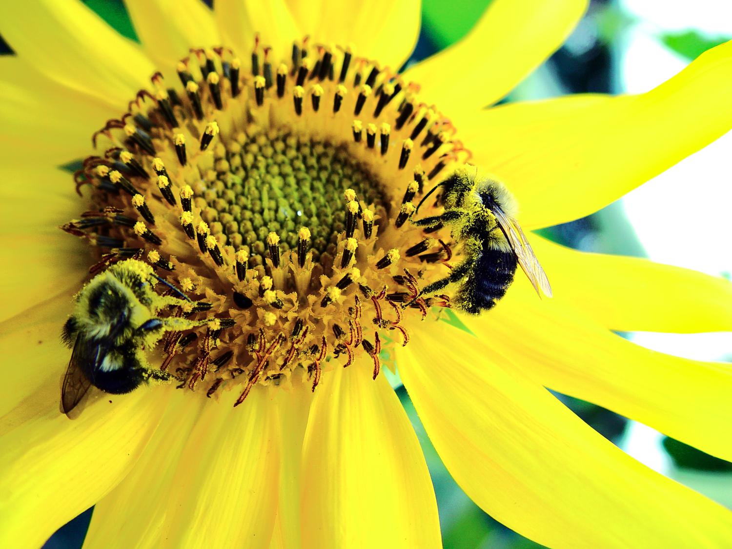  - The wild bees of Queens, New York - Techno-Impressionist Museum - Techno-Impressionism - art - beautiful - photo photography picture - by Tony Karp
