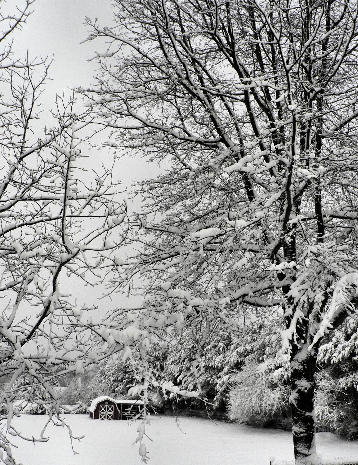 snow covered view of our backyard - Winter behind our house - Techno-Impressionist Museum - Techno-Impressionism - art - beautiful - photo photography picture - by Tony Karp